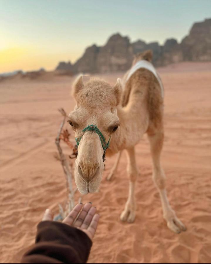 Wadi Rum Desert Camp Экстерьер фото